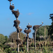 More storks opposite the Chellah
